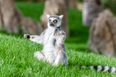 This hotel is offering yoga classes with lemurs and it looks ADORABLE