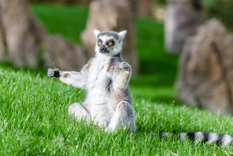 This hotel is offering yoga classes with lemurs and it looks ADORABLE