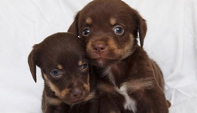 Dogs Trust Ireland just released a TV ad and it has us feeling all kinds of emotion