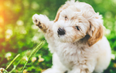 The search is on to find Ireland’s Puppy Of The Year and it’s all so cute