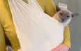 Important: This woman created a sling to carry around her elderly cat who has arthritis