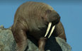 Netflix defend ‘graphic’ walrus scene in new David Attenborough documentary
