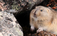An ode to the lemming: the adorable rodent you do want running around your house