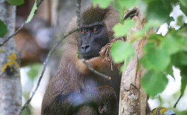 Cork’s Fota Wildlife Park has announced the arrival of two Drill monkeys