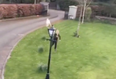 Jogger in Kildare gets chased by a rogue goat and it’s bleating hilarious