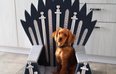 You can buy Game of Thrones pet beds shaped like the Iron Throne