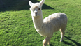 Animal lovers – this Alpaca farm in Cork wants you to stay over and walk its animals