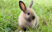 Animal farm appeal for help after 3-week-old bunny stolen