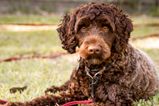 Labradoodle rushed to the vet after eating seven Easter eggs