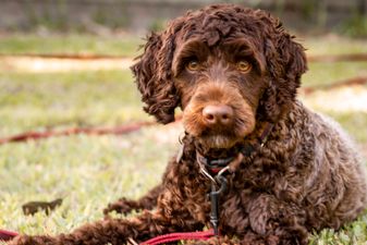 Labradoodle rushed to the vet after eating seven Easter eggs
