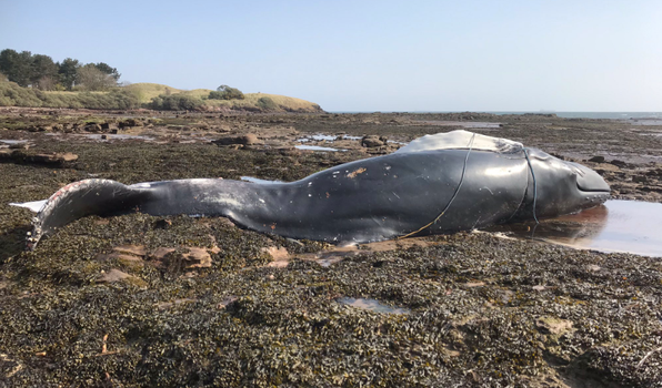 young humpback whale