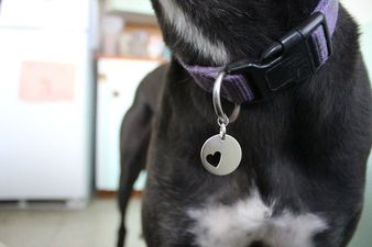 You and your dog can now have matching BFF necklaces and yes, this is the news we needed