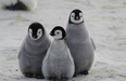 Almost all baby penguins born in second largest Emperor colony have died in the last three years