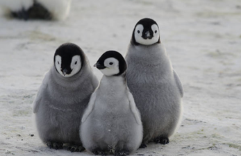 Almost all baby penguins born in second largest Emperor colony have died in the last three years