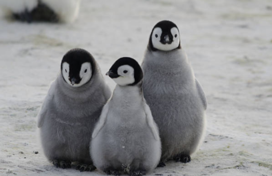 baby penguins