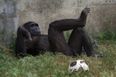 There’s a video of a chimp scrolling through Instagram and same, tbh