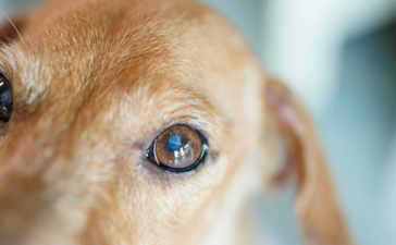 Blind doggo gets a friend to be his companion and to fight off other mean dogs
