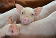 Primary school in UK facing criticism for raising two pigs for slaughter