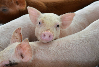 Primary school in UK facing criticism for raising two pigs for slaughter