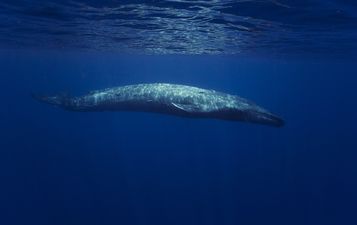 ‘Russian spy whale’ found swimming by Norway off the Arctic coast