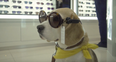 A Scottish airport has hired a permanent team of therapy dogs to help nervous fliers