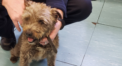 Puppy handed in to garda station after taking bus from Limerick to Dublin