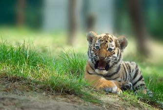 Rare tiger cub accidentally crushed to death by its mother at Dublin Zoo