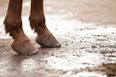 €278k racehorse found starving on Cork farm after weeks of abandonment