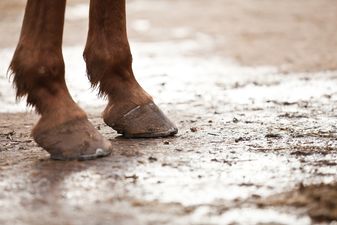 €278k racehorse found starving on Cork farm after weeks of abandonment