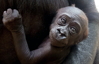 It’s a girl! Dublin Zoo wants your help naming its new baby gorilla