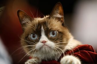 Social media sensation Grumpy Cat has died aged 7