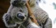 Koala bears declared ‘functionally extinct’ in Australia