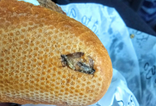 Tourist at Dublin Airport left horrified after finding two dead insects in bread roll
