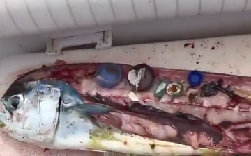 Chef shares troubling footage of all the plastic he found inside a fish