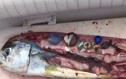 plastic inside fish