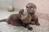 Orphaned otter babies rescued by vet are the happiest, slipperiest lads
