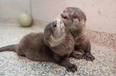 Orphaned otter babies rescued by vet are the happiest, slipperiest lads