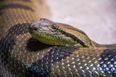 Female anaconda gives ‘virgin birth’ to 18 baby snakes because she don’t need no man