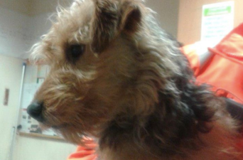 Irish Rail search for owner of lost commuter dog who took the DART to Pearse this morning