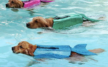 Mermaid life jackets for dogs are a thing so your pooch can stay safe while he swims