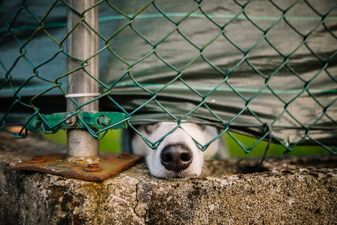 Waterford woman who left pet German shepherd emaciated banned from owning dogs for life