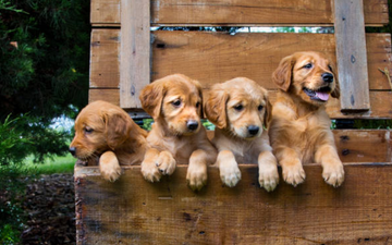 A Bali hostel now offers puppy therapy and we need to visit straight away