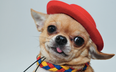 Lads, Penneys will soon sell €8 costumes for your dog and they’re PRECIOUS