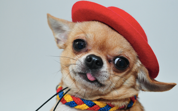 Lads, Penneys will soon sell €8 costumes for your dog and they’re PRECIOUS
