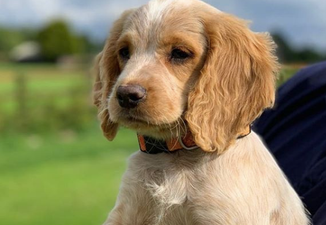 The Gardaí have a new puppy recruit and they’re looking for name suggestions