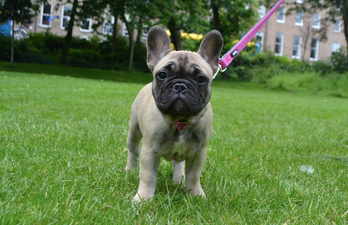Dublin’s Mont Hotel has employed a Guest Relations Pawfficer and she will melt your heart