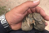 Baby rabbits abandoned by mother rescued by police officer in New Mexico