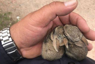 Baby rabbits abandoned by mother rescued by police officer in New Mexico