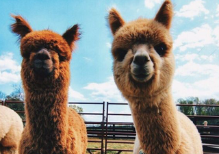 Endless joy! The treehouse Airbnb that comes with a llama and alpaca farm