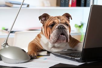 Calls for more workplaces in Ireland to become dog friendly on Bring Your Dog to Work Day